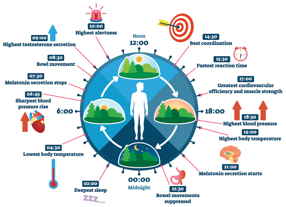 Circadian Rhythm infographic